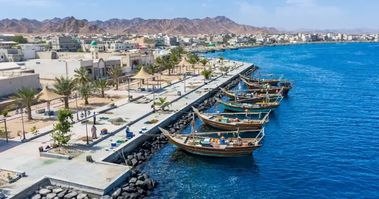 البيك القنفذة